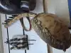 Adeudeu instrument